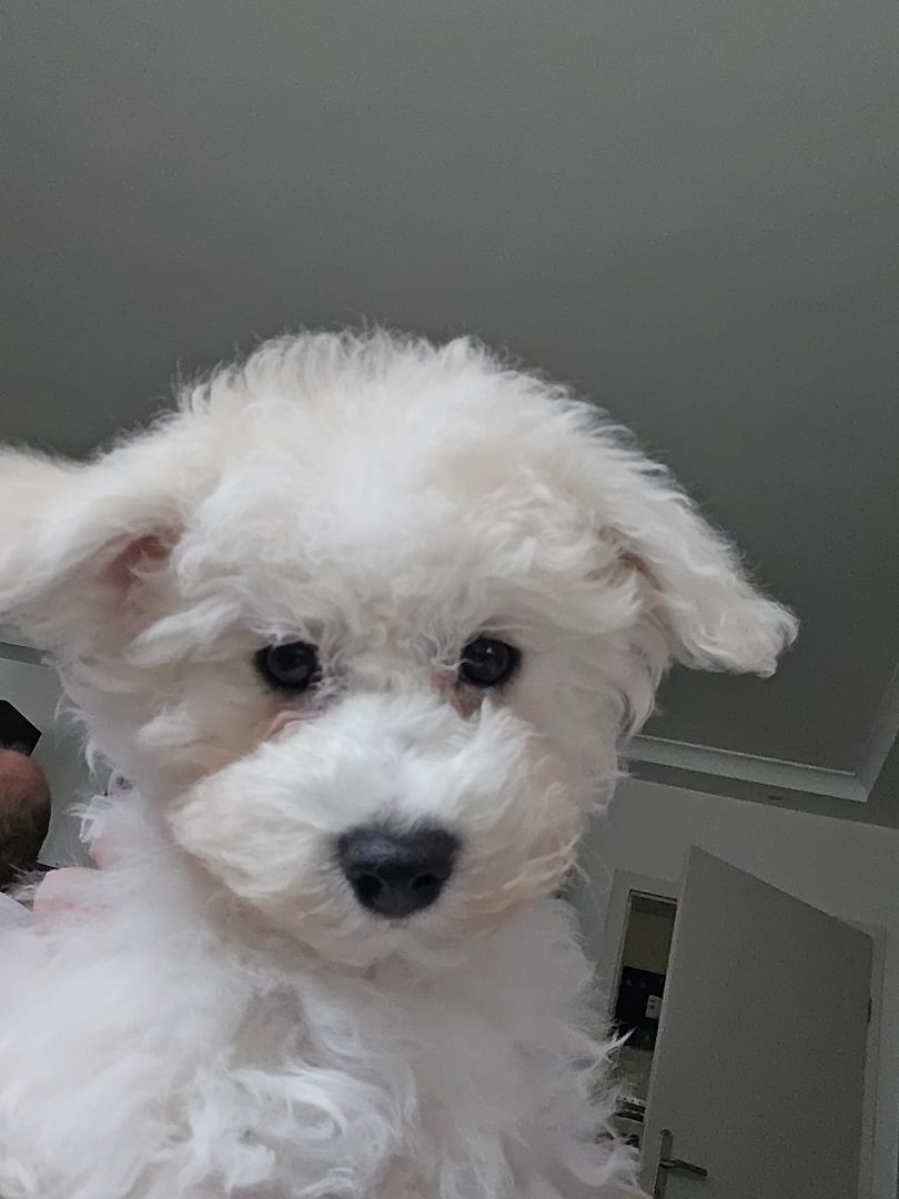 Bichon Frisé Welpen mit Papiere