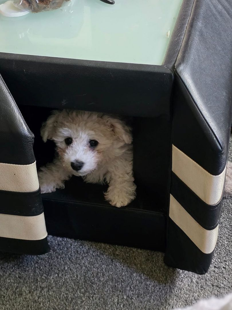 Bichon Frisé Welpen mit Papiere