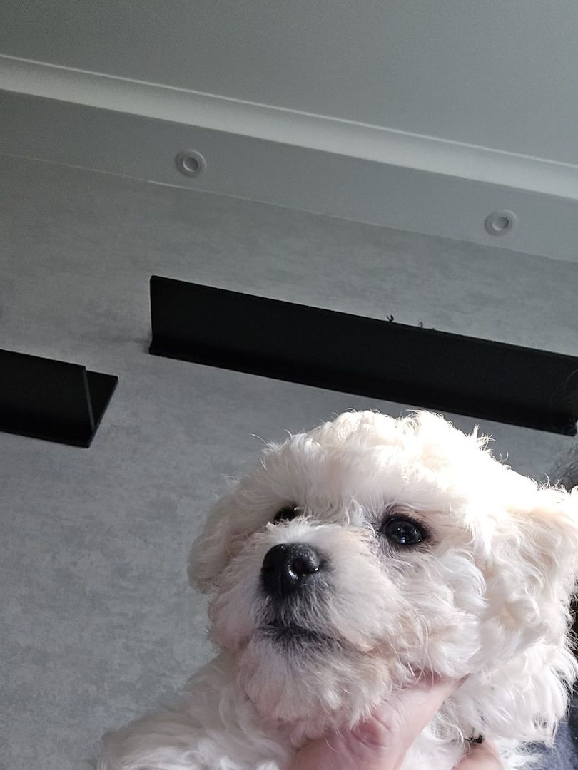 Bichon Frisé Welpen mit Papiere