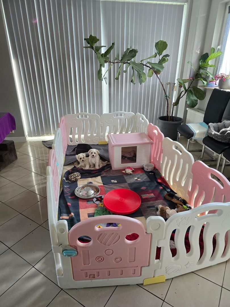 Bichon Frisé Welpen mit Papiere