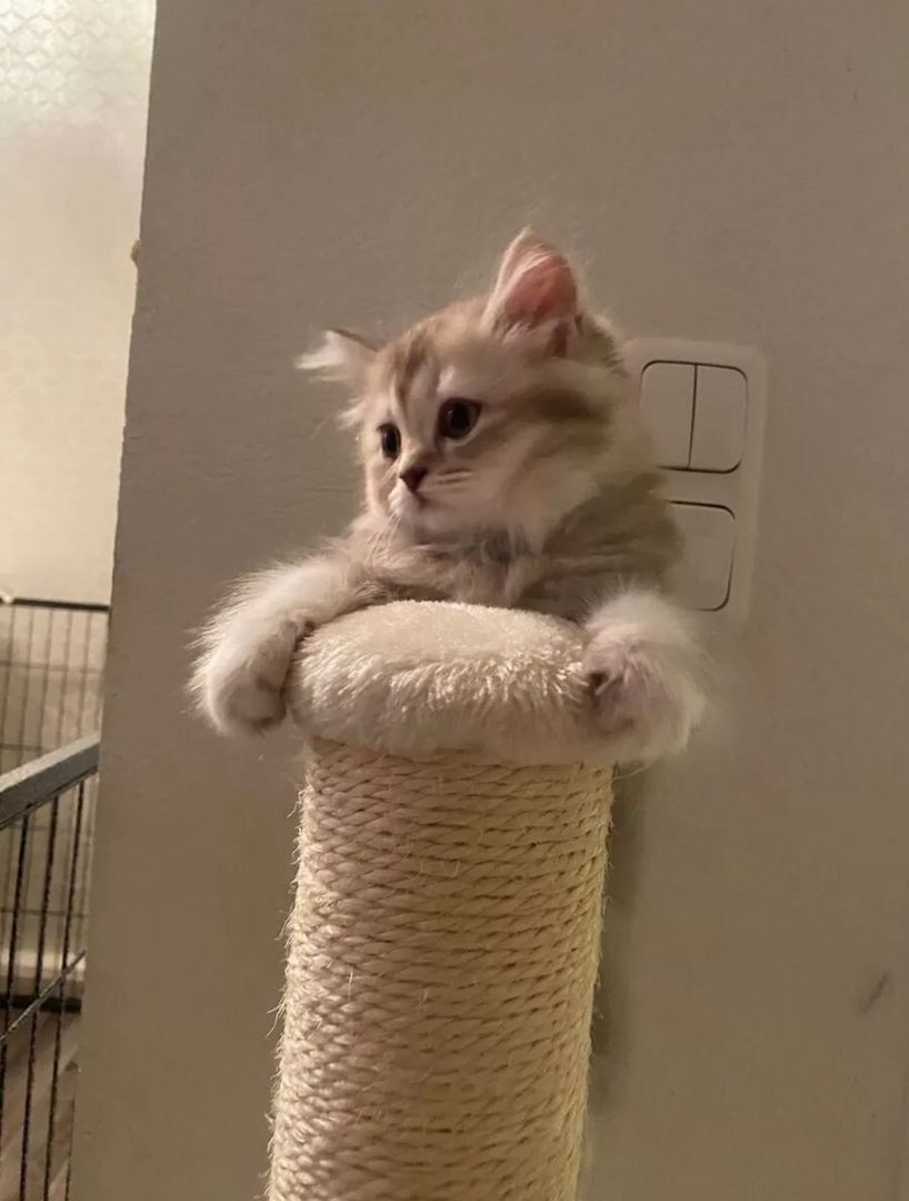 Kleine Zuckerwatte sucht liebevolles Zuhause