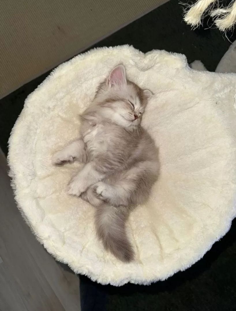 Kleine Zuckerwatte sucht liebevolles Zuhause