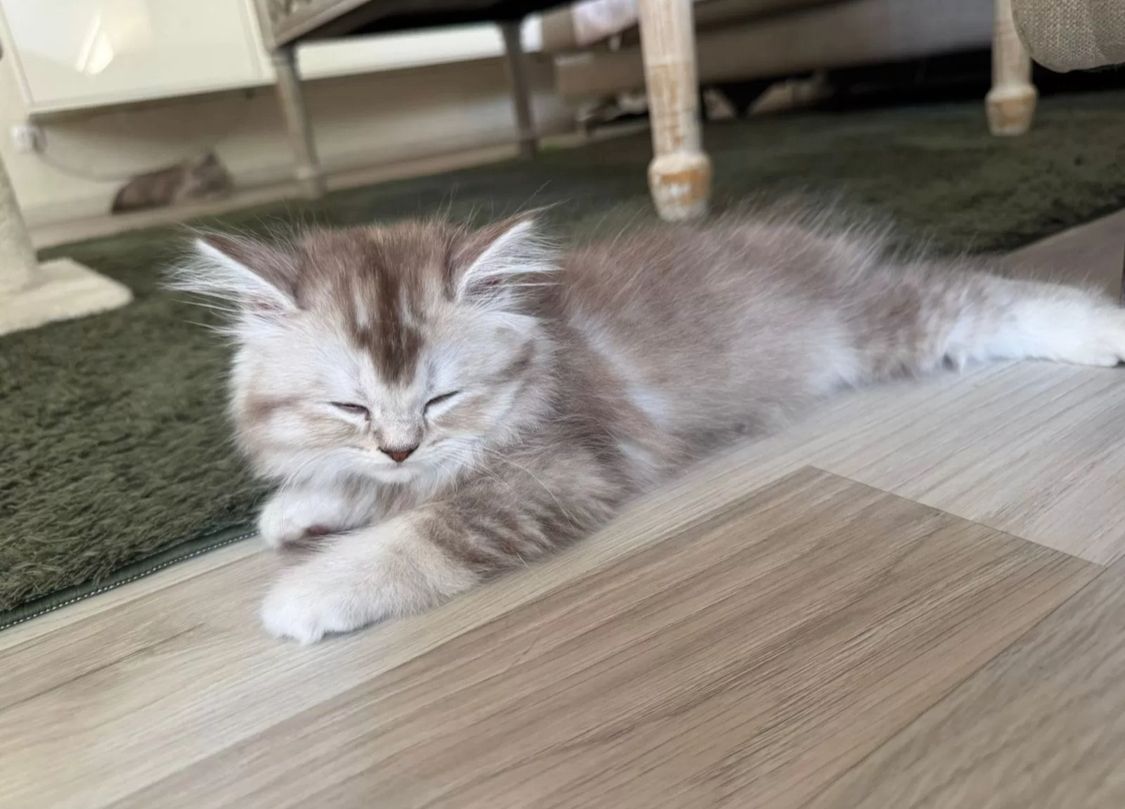 Kleine Zuckerwatte sucht liebevolles Zuhause