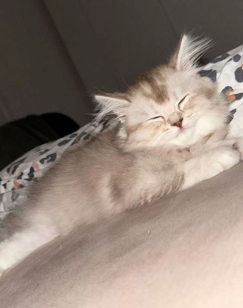 Kleine Zuckerwatte sucht liebevolles Zuhause