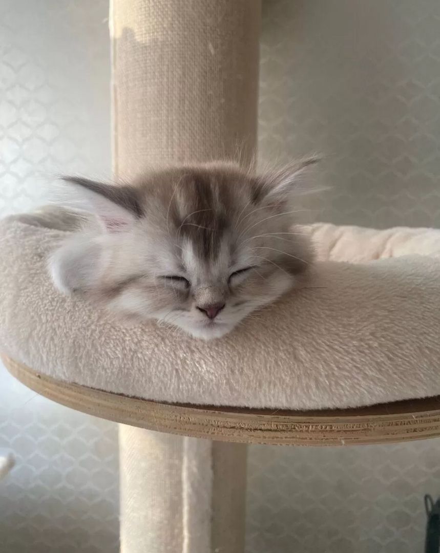 Kleine Zuckerwatte sucht liebevolles Zuhause