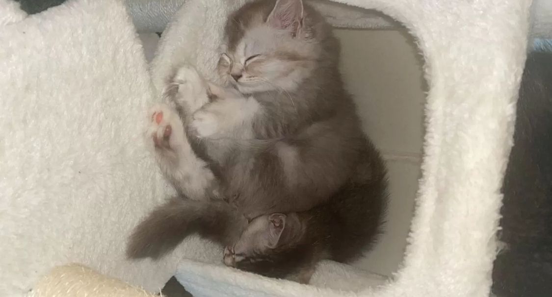 Kleine Zuckerwatte sucht liebevolles Zuhause