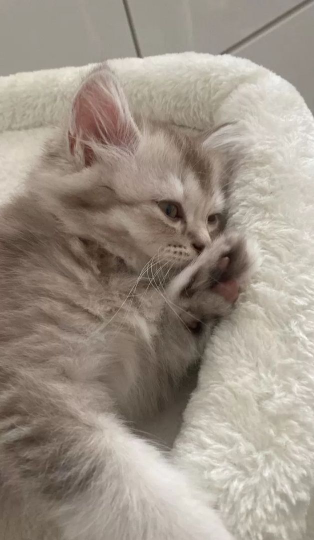 Kleine Zuckerwatte sucht liebevolles Zuhause