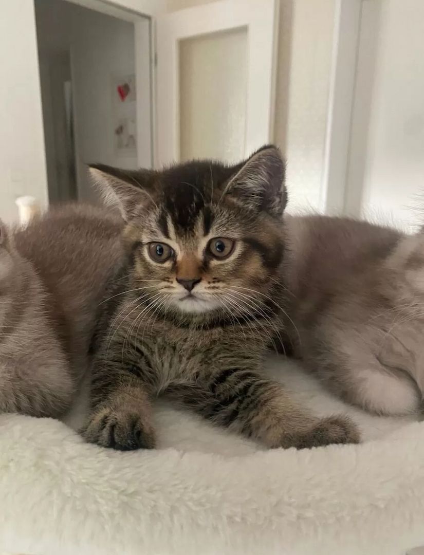 BKH Mix Seelenblick sucht ein Für-immer-Zuhause