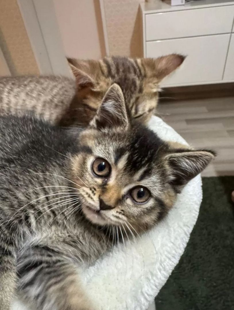 BKH Mix Seelenblick sucht ein Für-immer-Zuhause