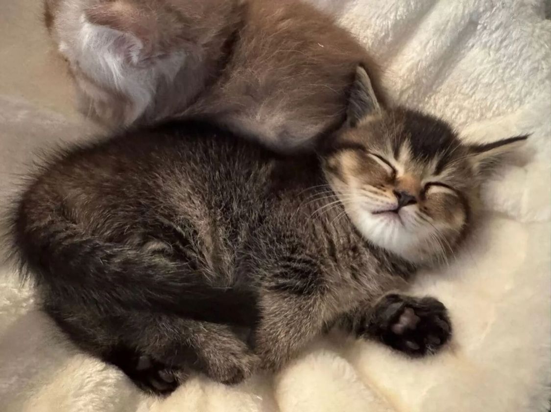 BKH Mix Seelenblick sucht ein Für-immer-Zuhause