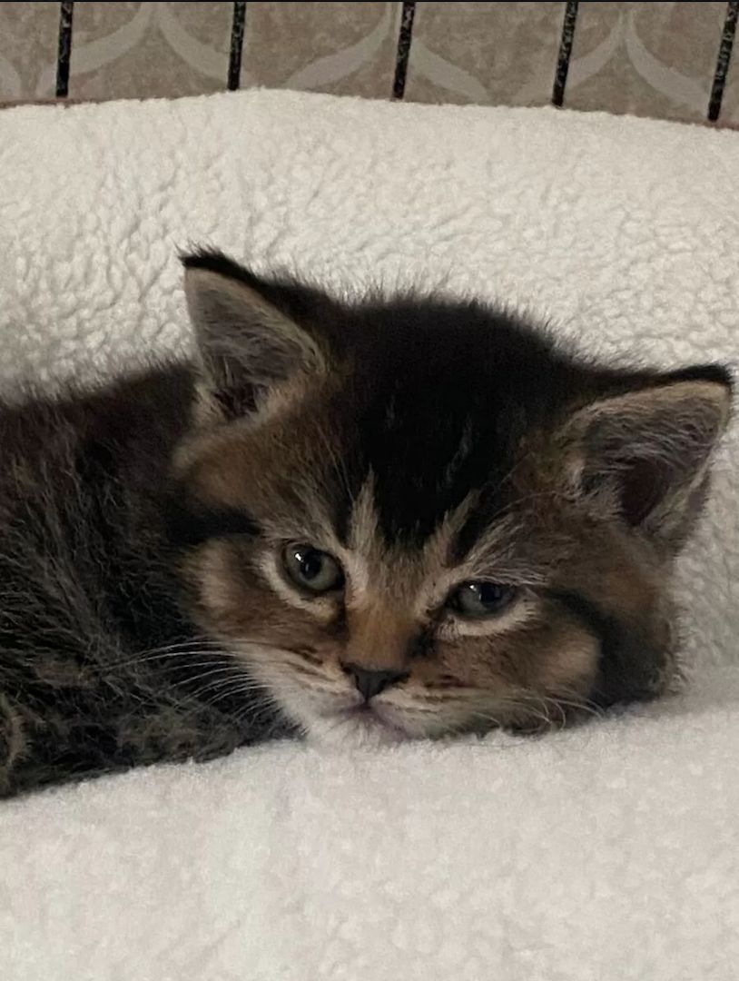 BKH Mix Seelenblick sucht ein Für-immer-Zuhause