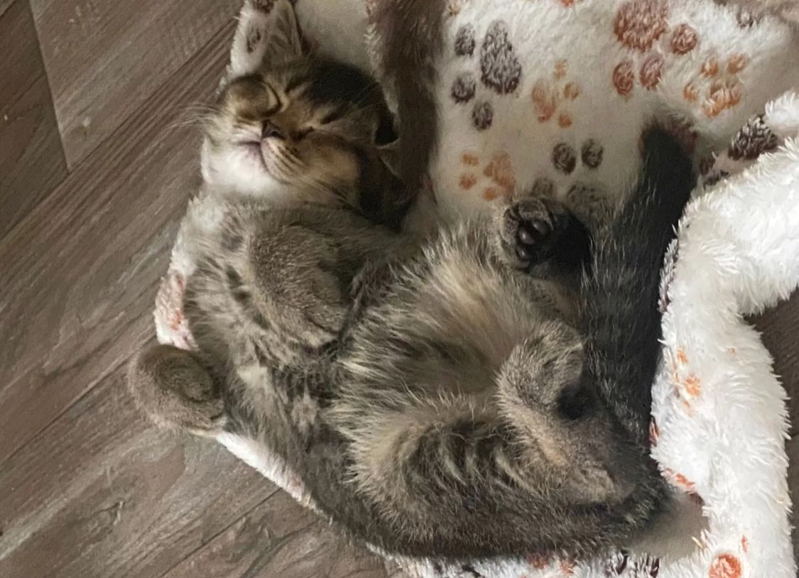 BKH Mix Seelenblick sucht ein Für-immer-Zuhause