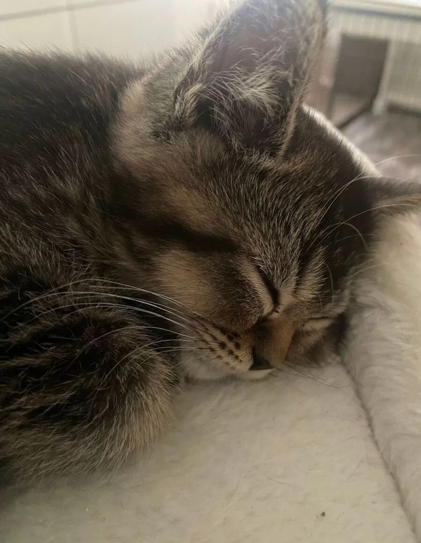 BKH Mix Seelenblick sucht ein Für-immer-Zuhause