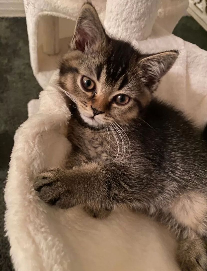 BKH Mix Seelenblick sucht ein Für-immer-Zuhause