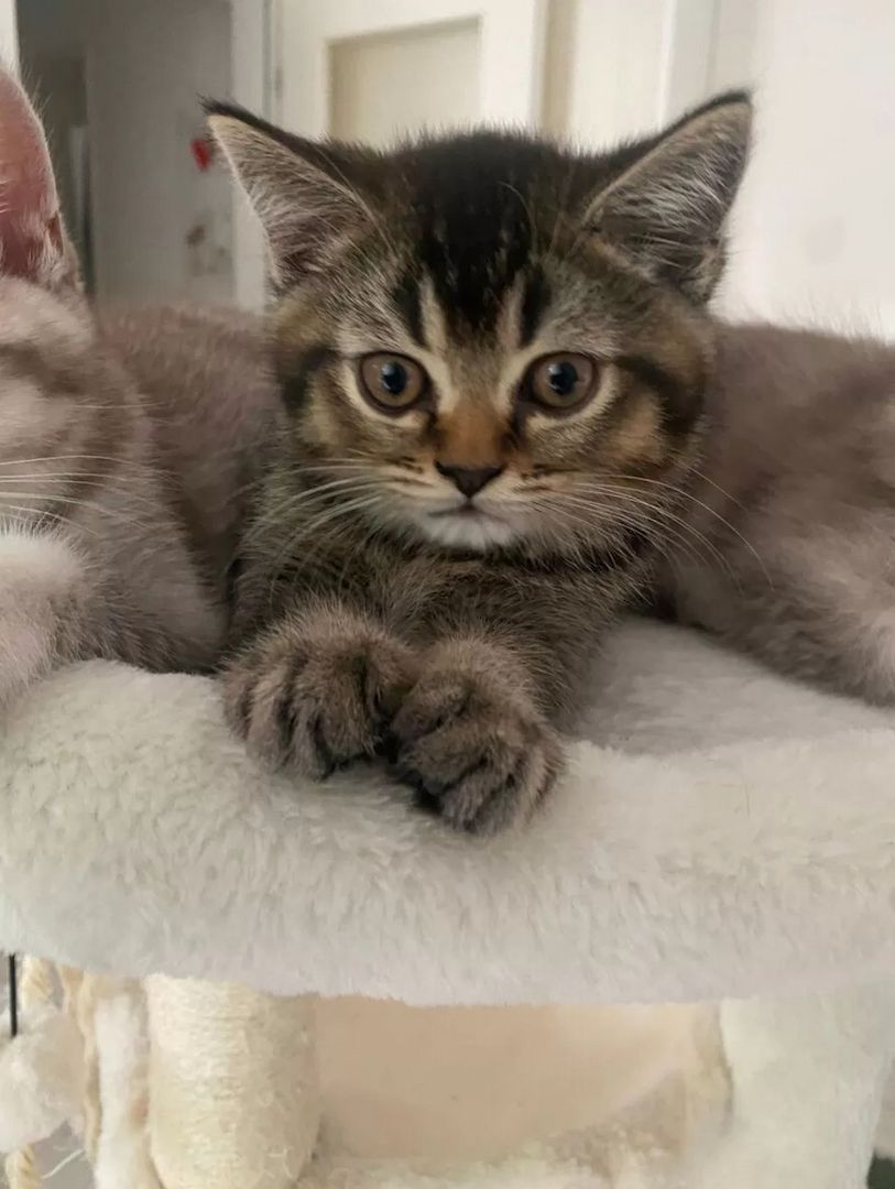 BKH Mix Seelenblick sucht ein Für-immer-Zuhause