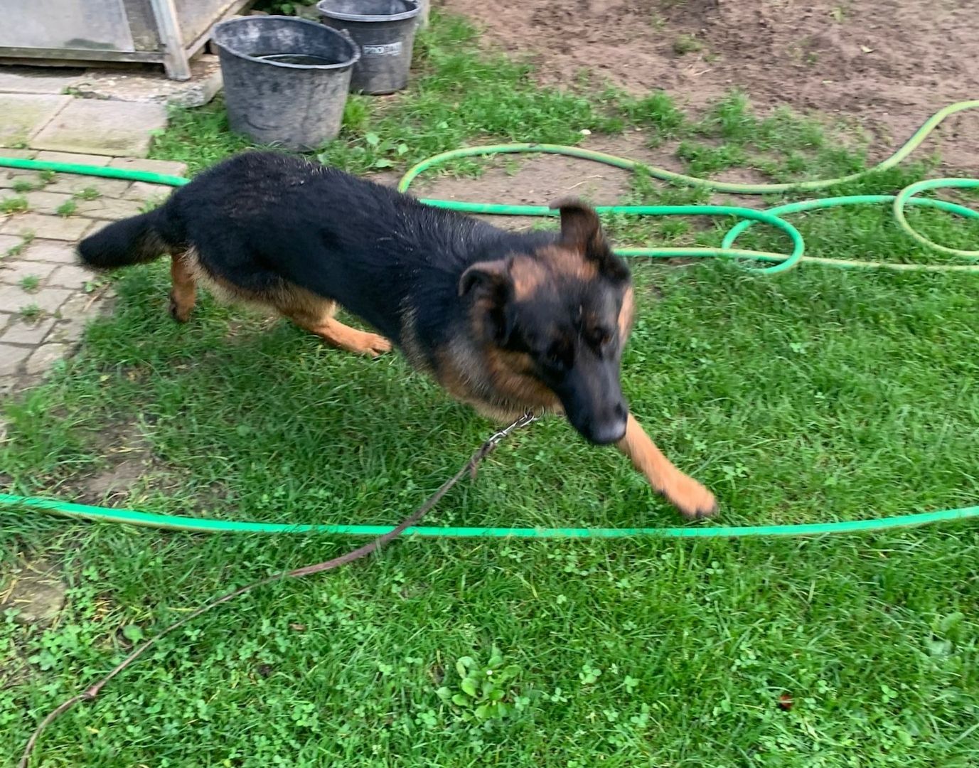 Deutscher Schäferhund Hündin 12 Monate mit Original Ahnentafel