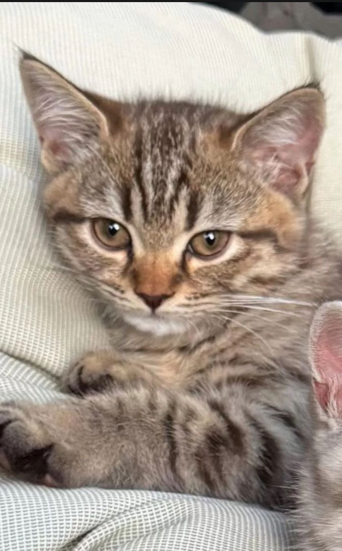 Kleiner Tiger sucht Herzplatz