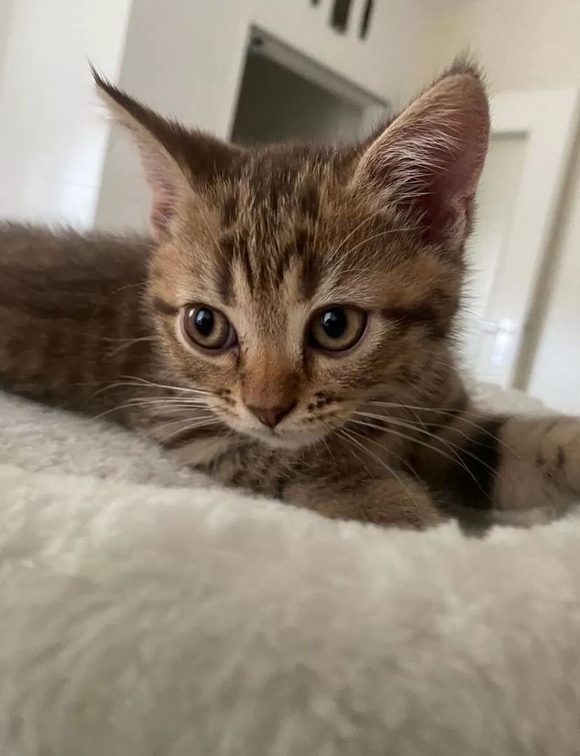 Kleiner Tiger sucht Herzplatz