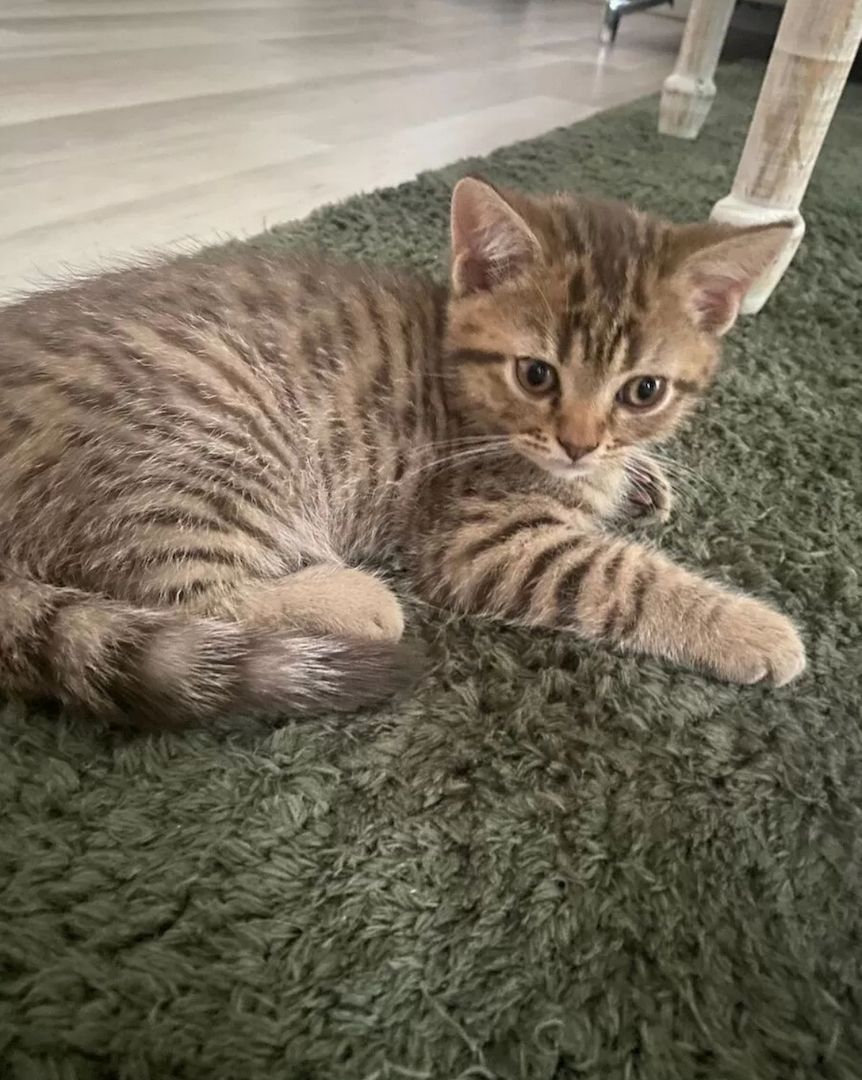 Kleiner Tiger sucht Herzplatz