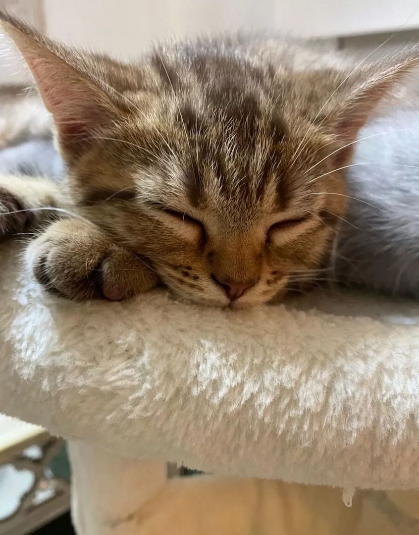 Kleiner Tiger sucht Herzplatz