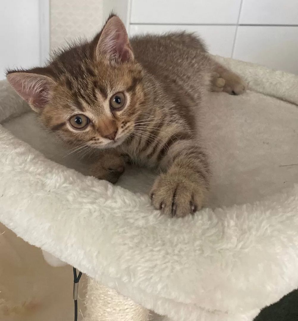 Kleiner Tiger sucht Herzplatz