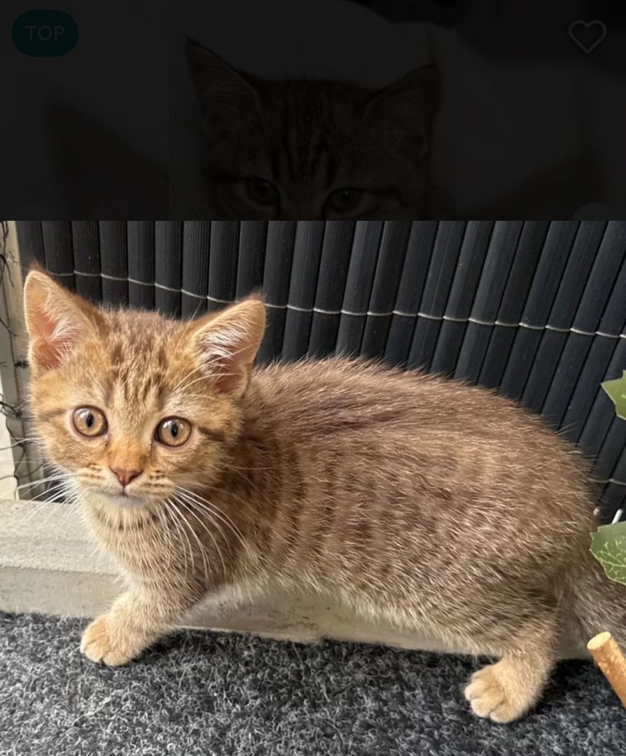 Kleiner Tiger sucht Herzplatz