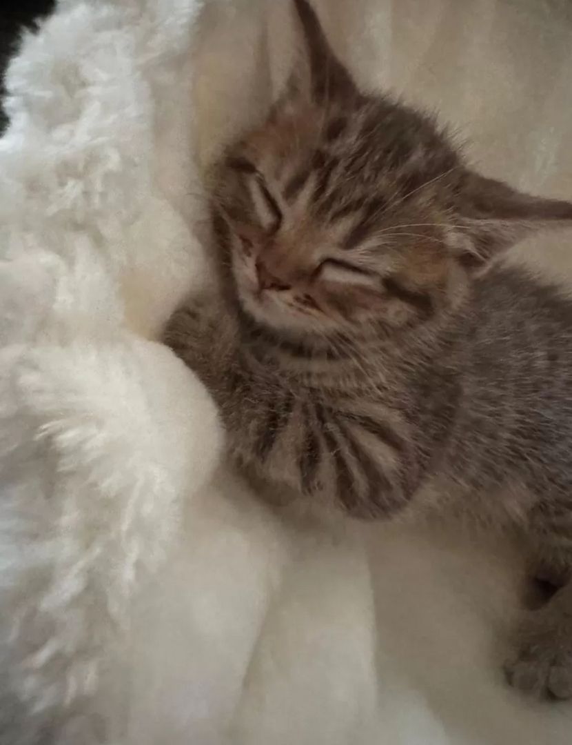 Kleiner Tiger sucht Herzplatz