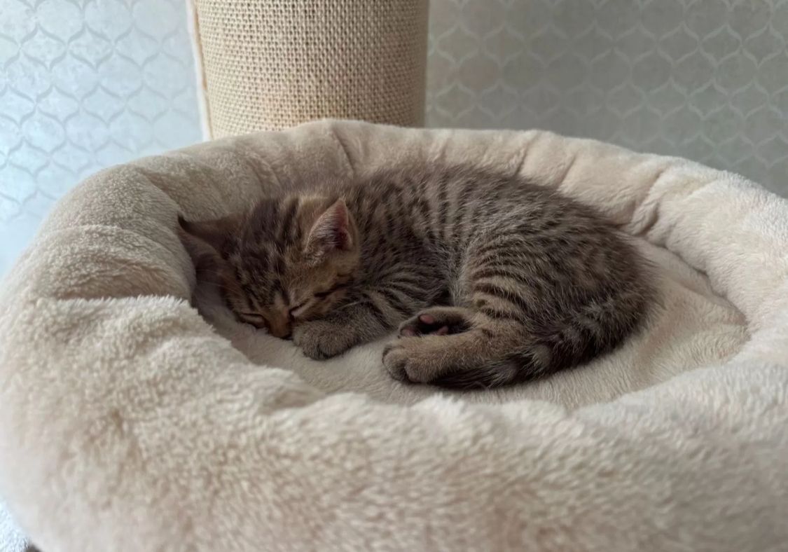 Kleiner Tiger sucht Herzplatz