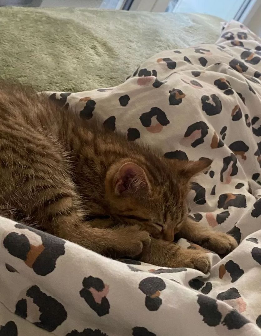 Kleiner Tiger sucht Herzplatz