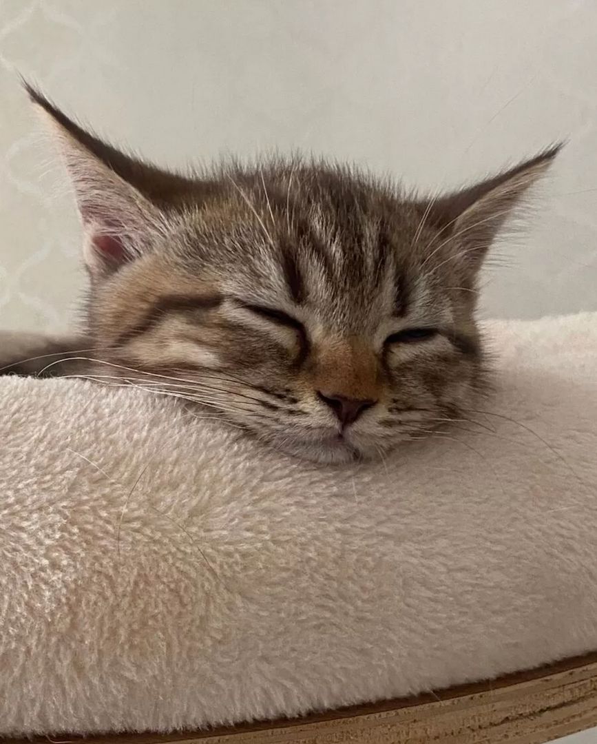 Kleiner Tiger sucht Herzplatz