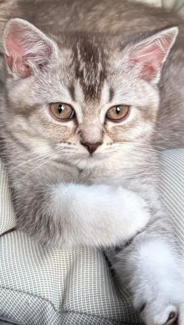 Ein Herz aus Fell für dein Zuhause