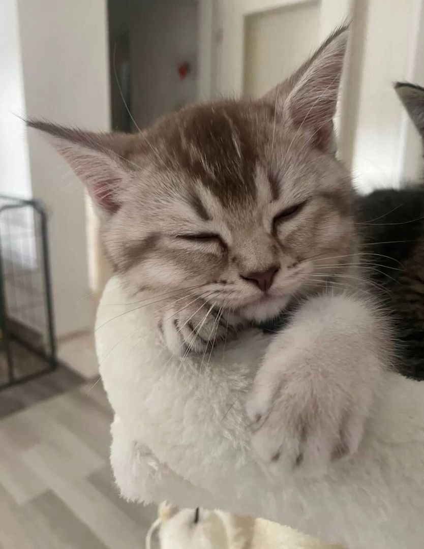 Ein Herz aus Fell für dein Zuhause