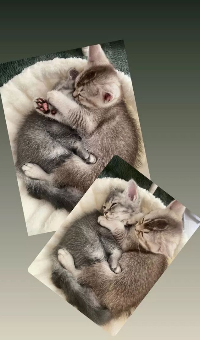 Ein Herz aus Fell für dein Zuhause