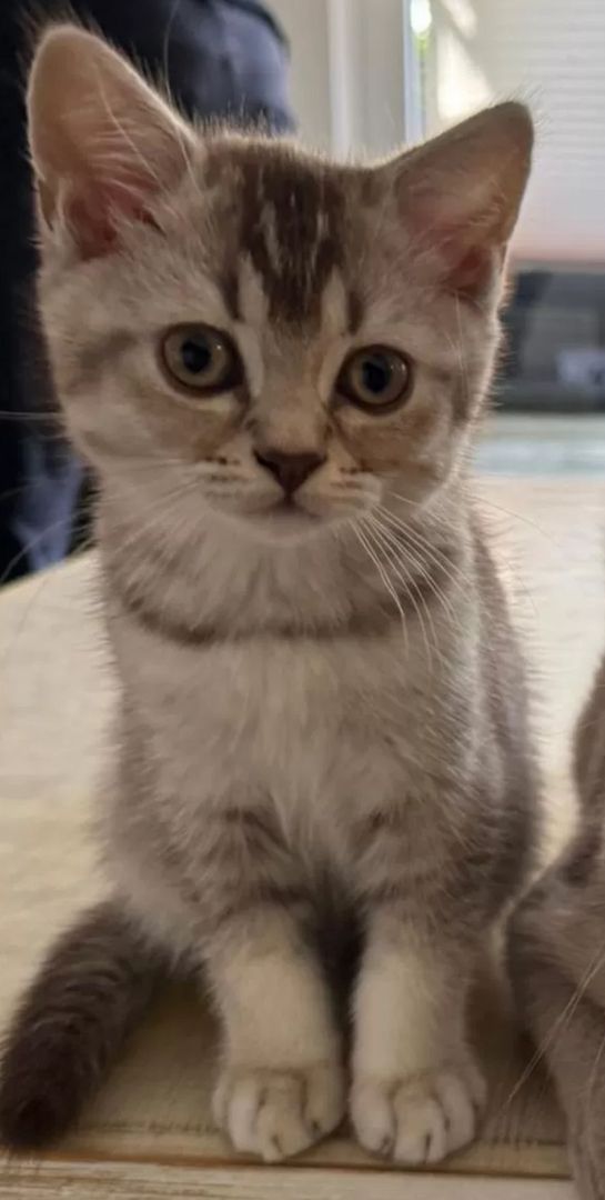 Ein Herz aus Fell für dein Zuhause