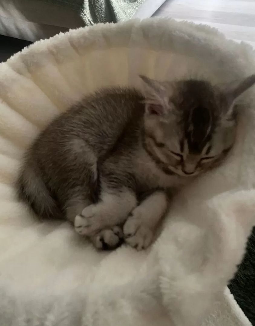 Ein Herz aus Fell für dein Zuhause