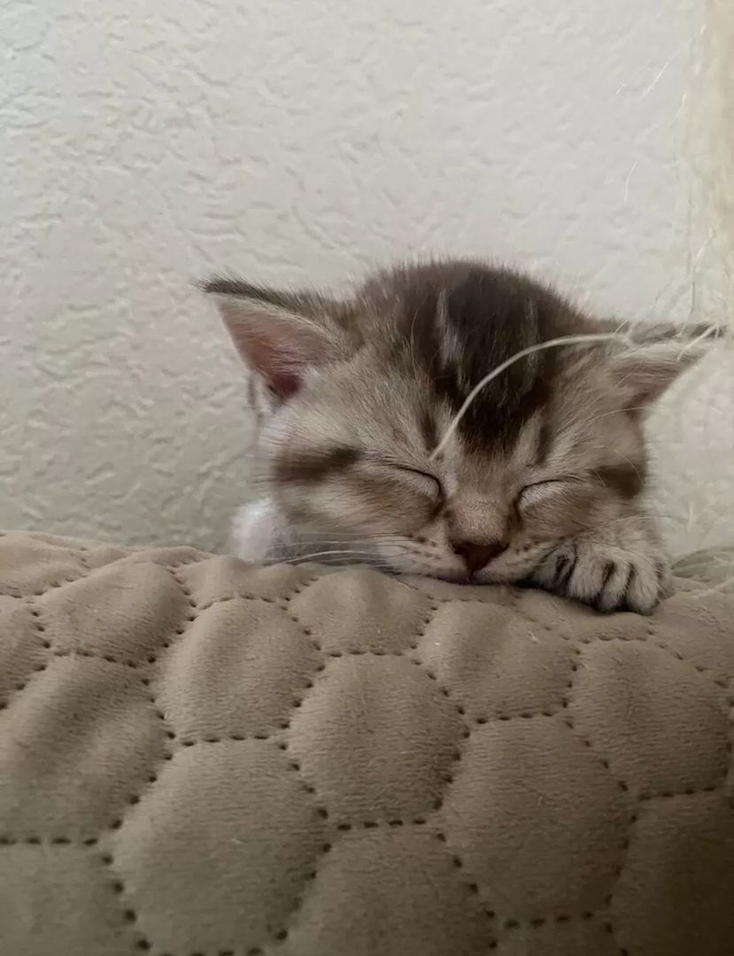 Ein Herz aus Fell für dein Zuhause