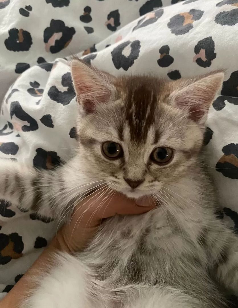 Ein Herz aus Fell für dein Zuhause