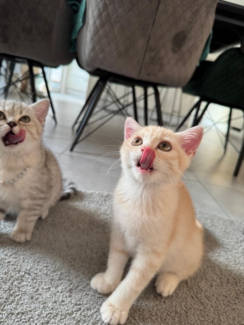 Britisch Kurzhaar Kitten – männlich