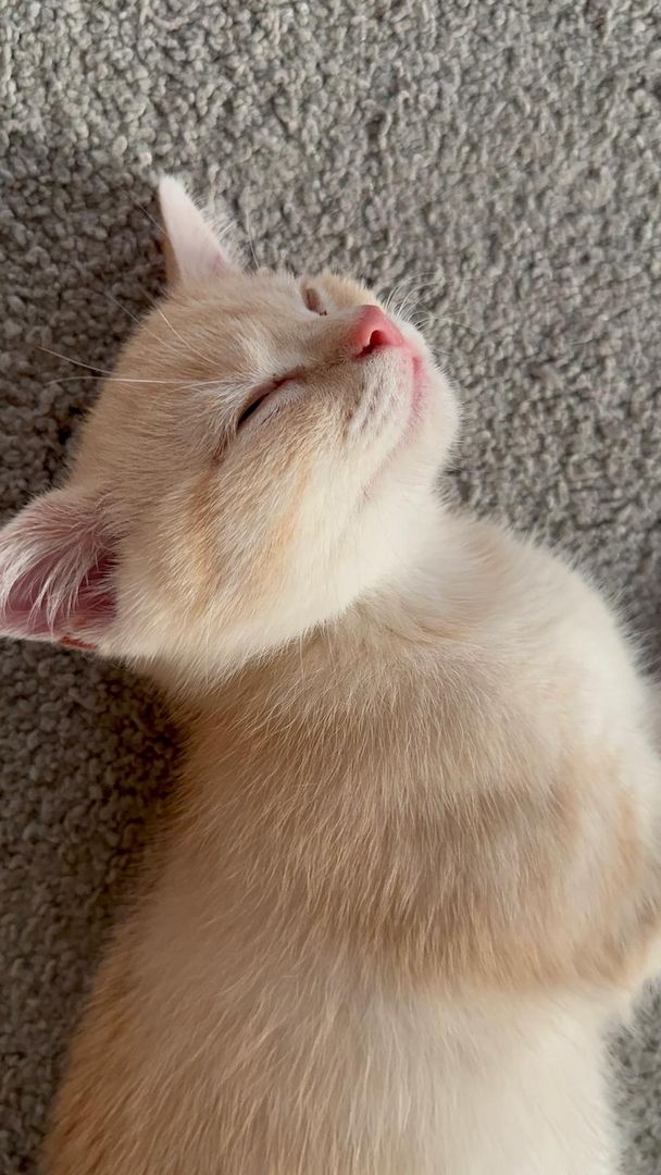 Britisch Kurzhaar Kitten – männlich