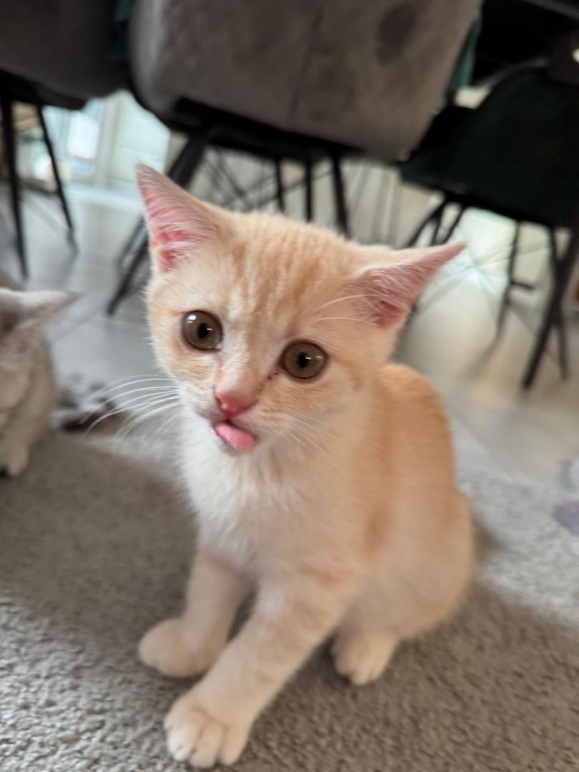 Britisch Kurzhaar Kitten – männlich