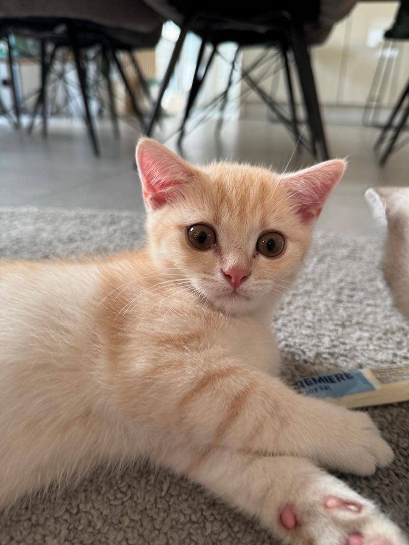 Britisch Kurzhaar Kitten – männlich