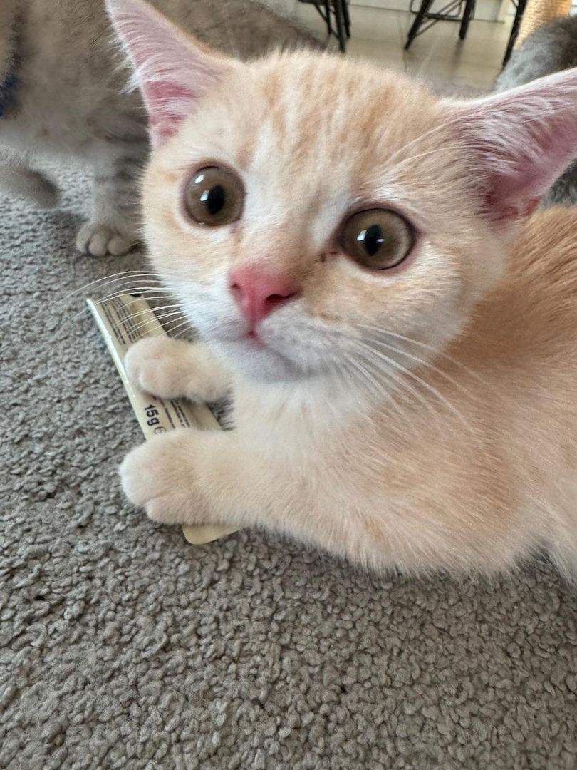 Britisch Kurzhaar Kitten – männlich