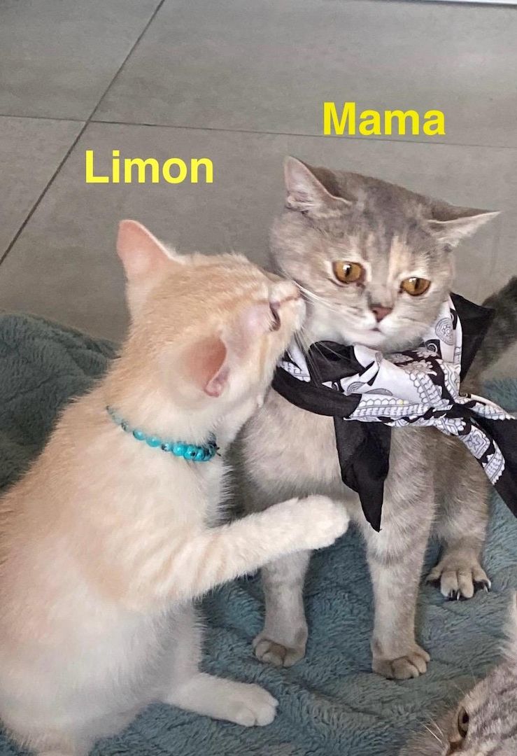 Britisch Kurzhaar Kitten – männlich