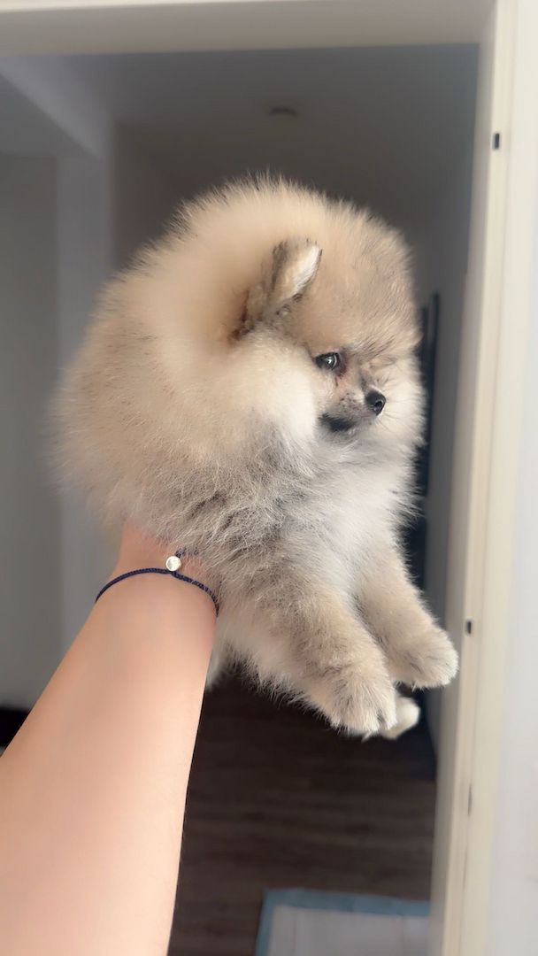 Pomeranian Welpen