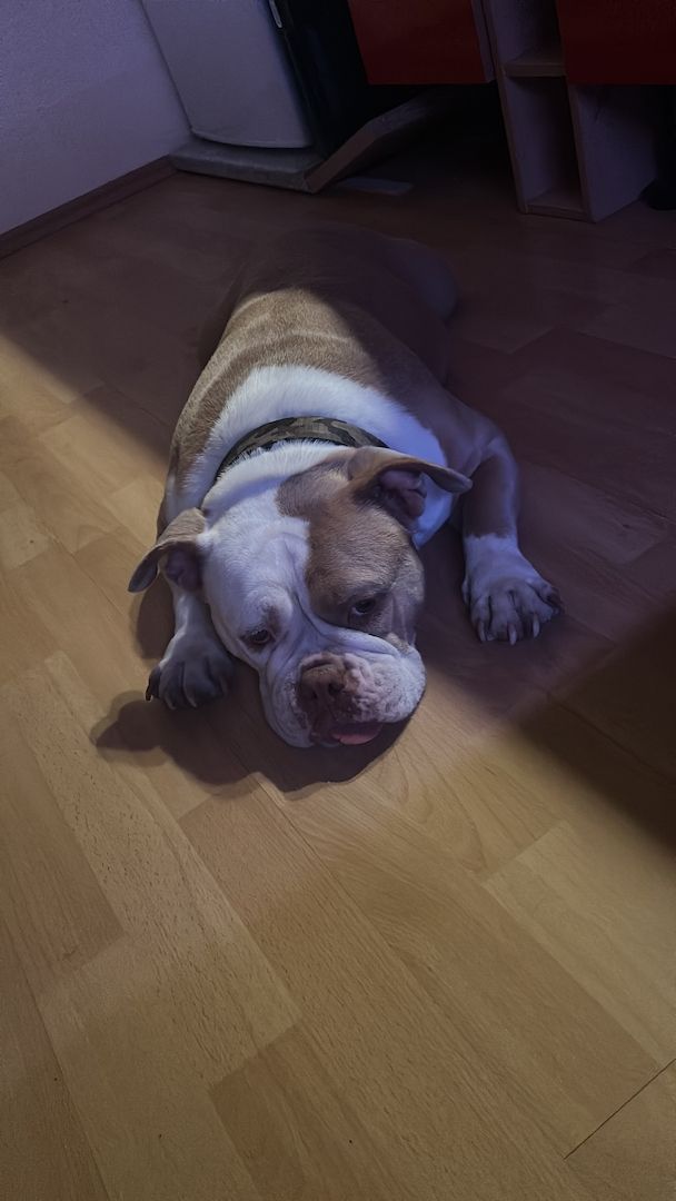 Alia old englisch Bulli sucht Zuhause Alia old englisch Bulli sucht Zuhause