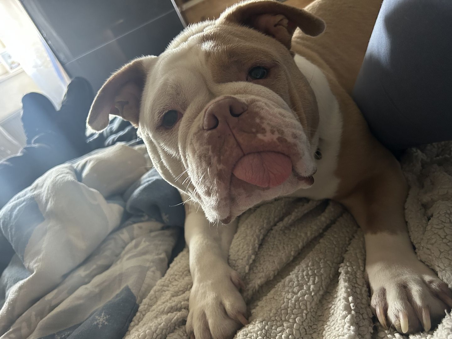 Alia old englisch Bulli sucht Zuhause Alia old englisch Bulli sucht Zuhause