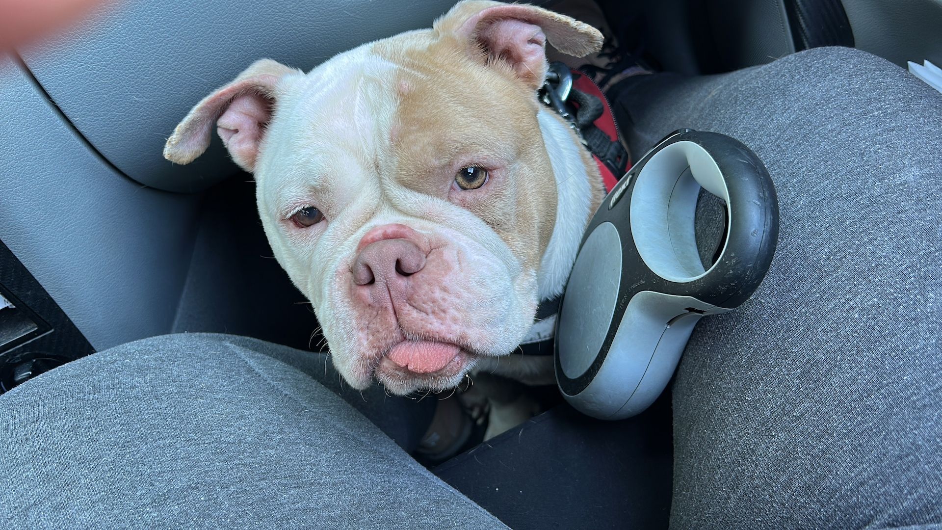 Alia old englisch Bulli sucht Zuhause Alia old englisch Bulli sucht Zuhause