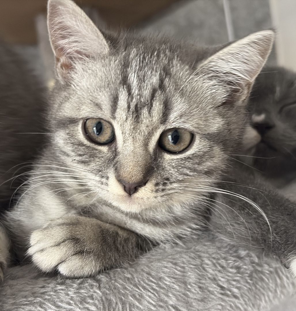 Reinrassige britische kurzhaar kitten