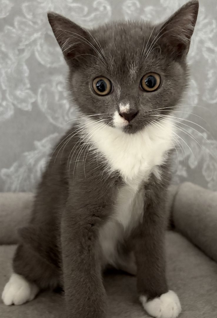 Reinrassige britische kurzhaar kitten