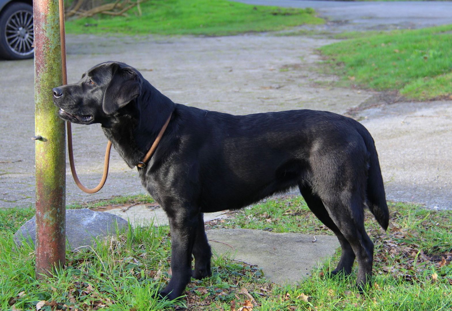Wurferwartung Labrador Welpen mit Ahnentafel